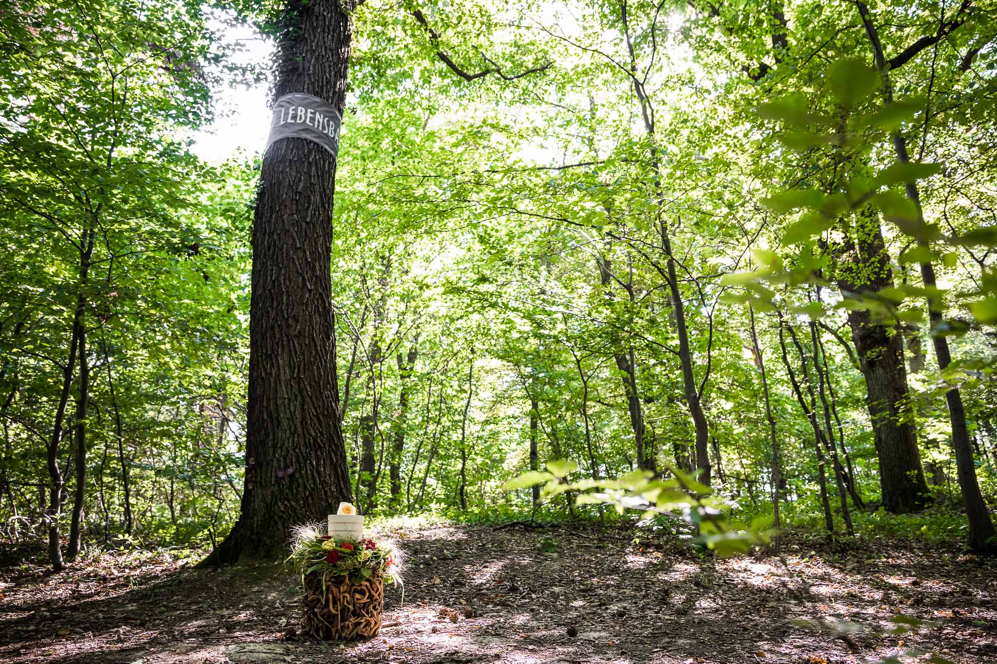 Baumbestattung in Wien_Wald der Ewigkeit_Naturbestattung GmbH Baumbestattung in Wien_Wald der Ewigkeit_Naturbestattung GmbH