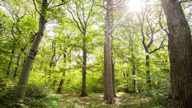 Wald der Ewigkeit Gießhübl Baumbestattung in Mödling Naturbestattung Gmbh Zadrobilek
