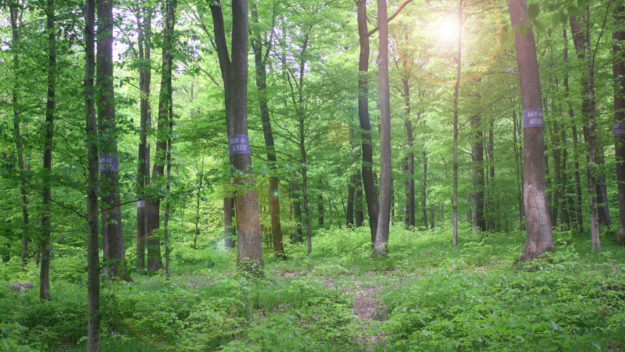 Baumbestattung Wald der Ewigkeit 1140 Wien