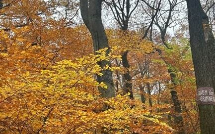Einladung zur Gedenkfeier im Wald der Ewigkeit – Termine Allerheiligen