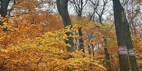 Einladung zur Gedenkfeier im Wald der Ewigkeit – Termine Allerheiligen